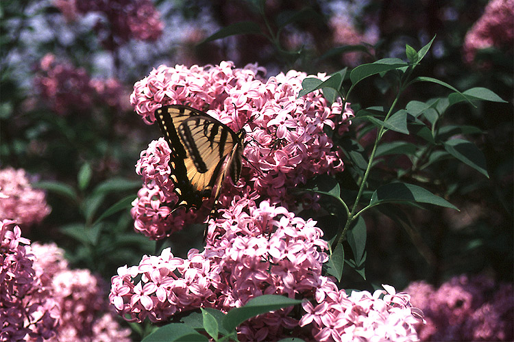 Monarch on Lilac