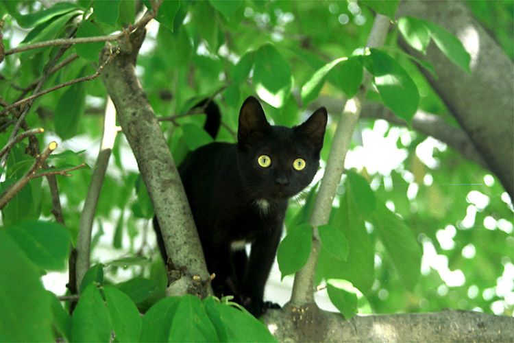 Black Cat