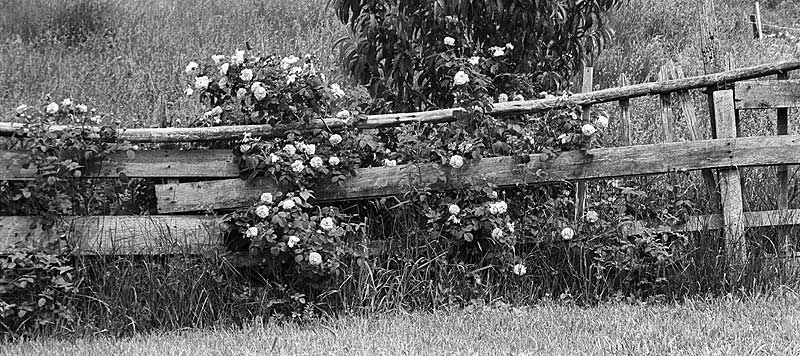 Wandering Rose