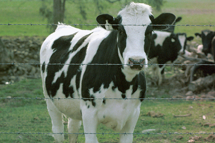 Cow