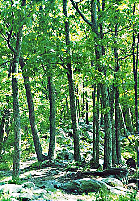 044.jpg (284777 bytes)