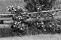 T016.jpg (4661 bytes)