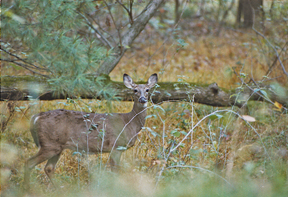 Description: Description: Description: Description: Description: Description: Description: Description: Description: Description: Description: Description: Description: Description: Description: Description: N:\Shenandoah2000\Archive Web Files\My Webs\RonaldElliott\Catalog\T750.jpg